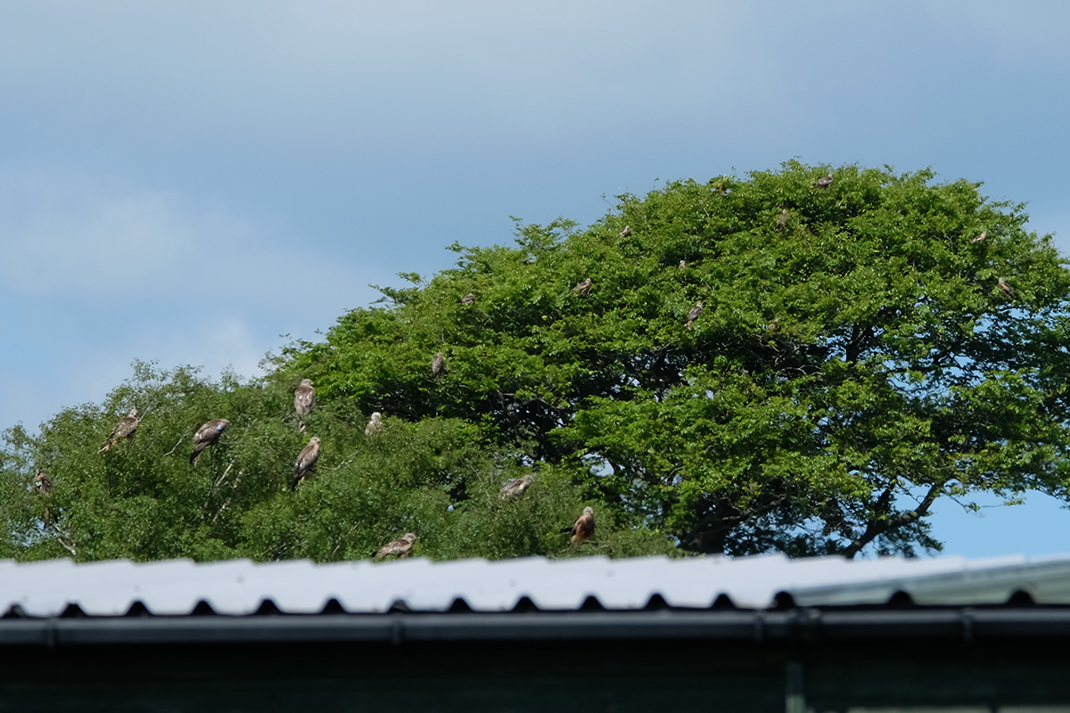 Red kites waiting for their dinner at the feeding station