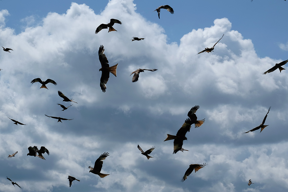 Red kites circling above the feeding station