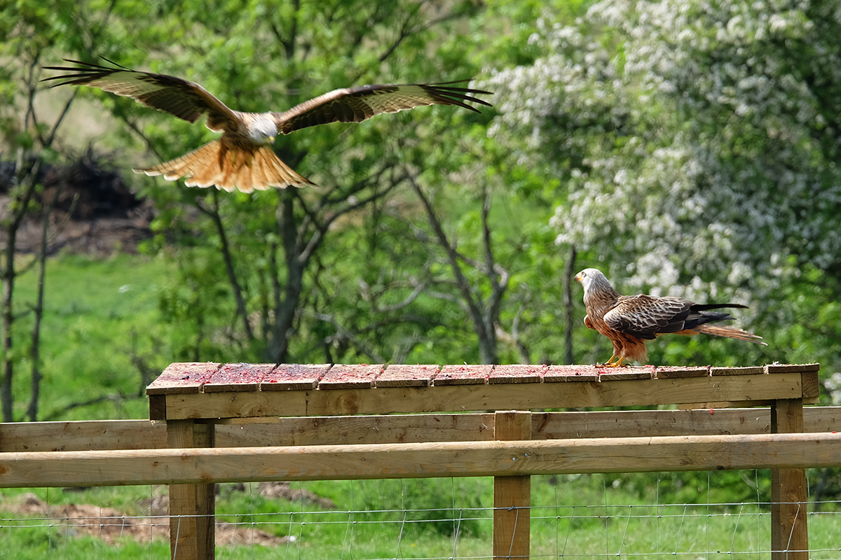 Picking the last scraps off the feeding table