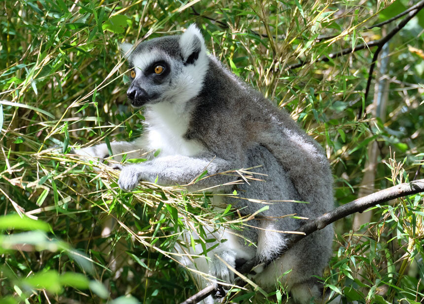 A lemur at Monkey World