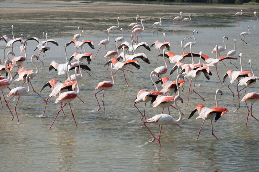 A group of flamingos stretching their wings as they prepare to take off