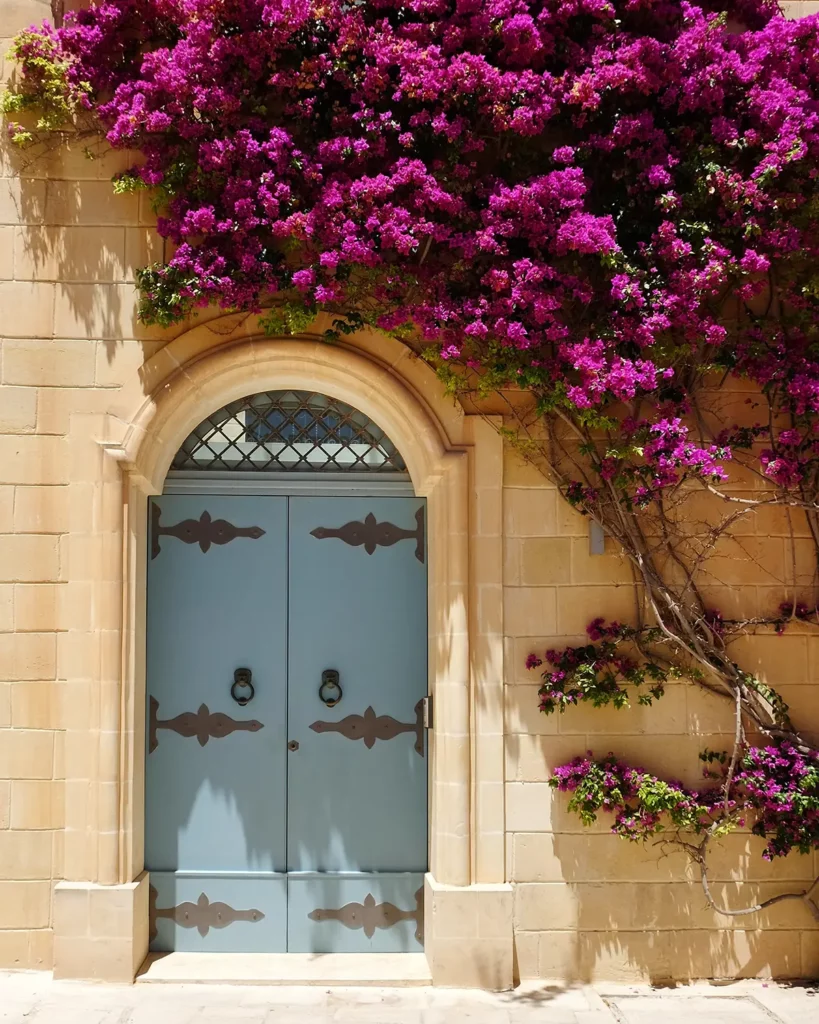 A beautiful old blue door in a golden stone wall in Mdina, with purple Bougainvillea flowers climbing up the wall and over the door.