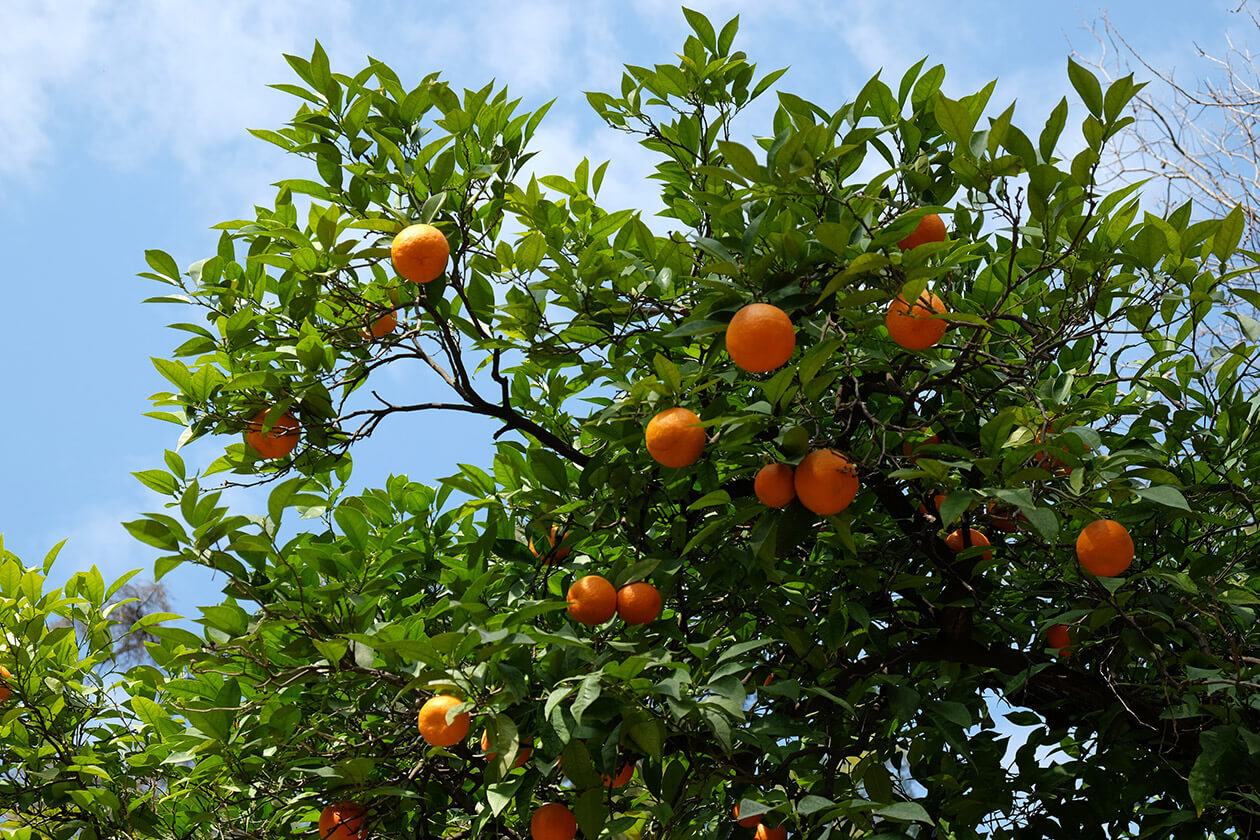 Fragrant orange trees in the Real Alcázar gardens