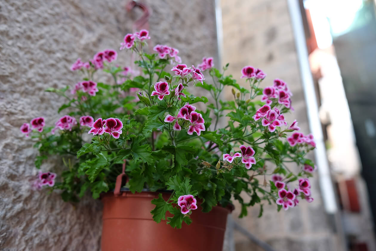 Colourful flowers in Kotor