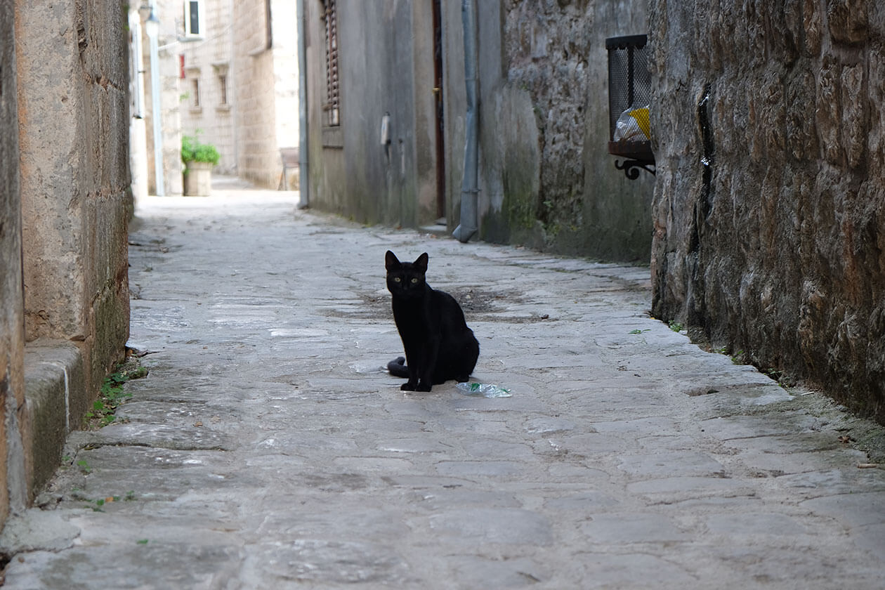 An adorable little black cat on the old road through Perast