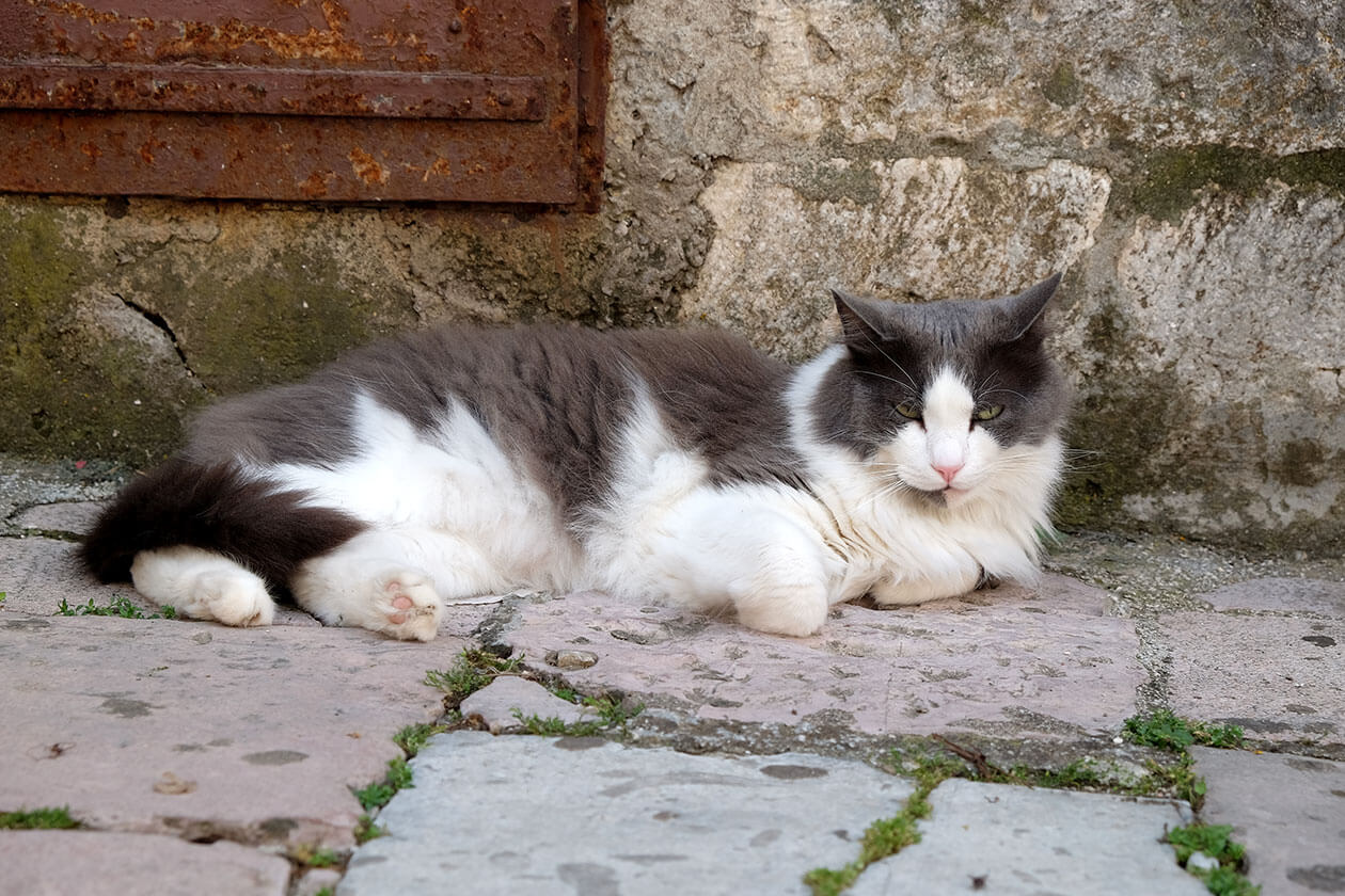 A very contented-looking cat in Kotor's old town