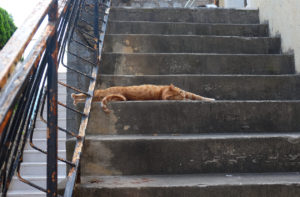 This cat stretched so hard he fell off his step, and then wowled at me like it was my fault