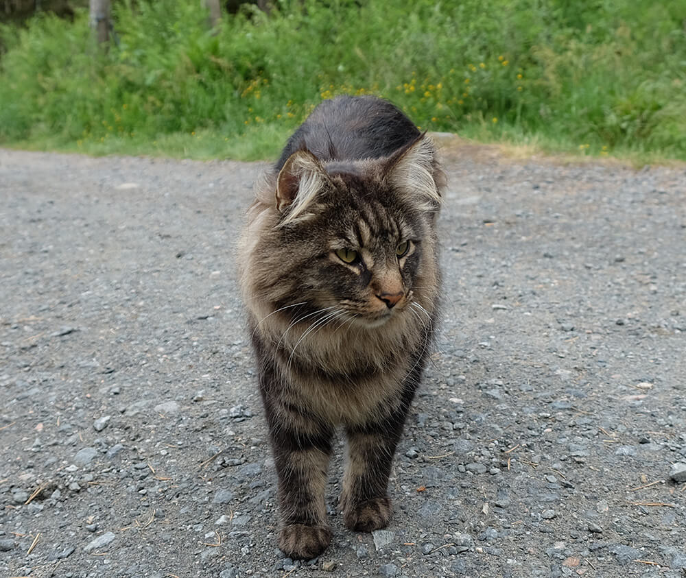A Norwegian Forest Cat, in a Norwegian forest