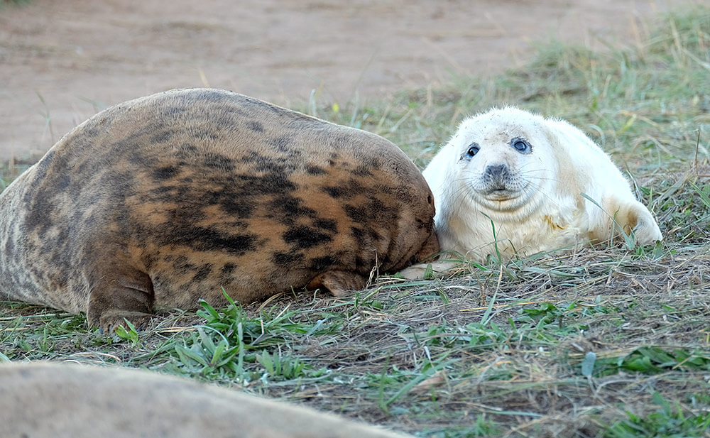 A baby seal and its mother at Donna Nook seal sanctuary, on the Lincolnshire coast