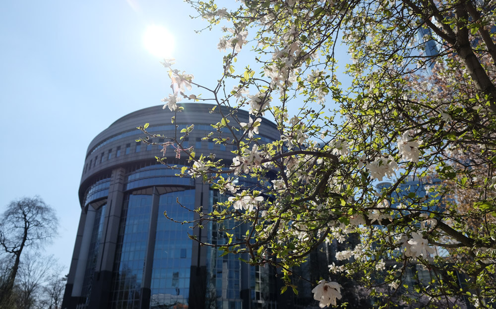 Spring blossom outside the European Parliament in Brussels