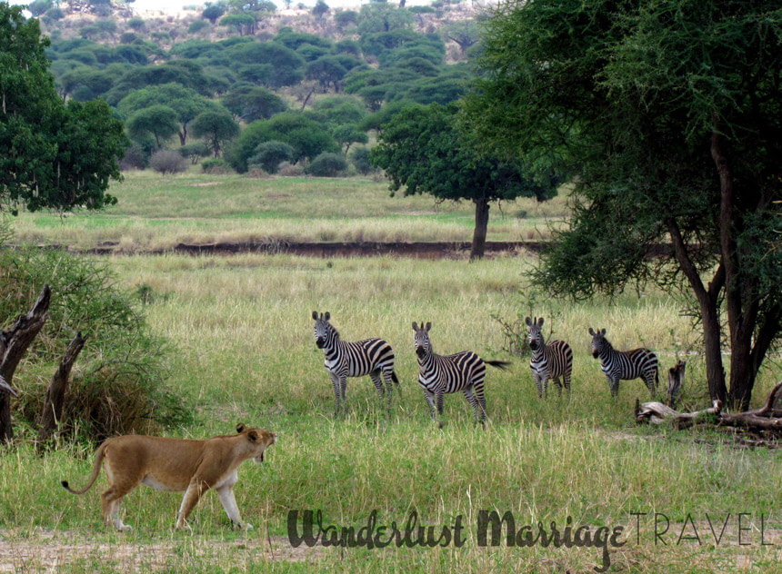 Alex took a safari in Tanzania for his 40th birthday