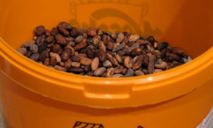 A bucket of cocoa beans, ready to be turned into chocolate.