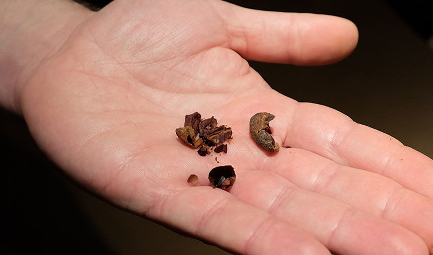 Some roasted and crushed cocoa beans. The little shiny nibs inside are what are used to make chocolate. These still tasted a little bitter but definitely recognisable as chocolate.