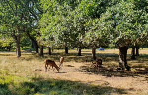 Go deer-watching and see wild animals in the heart of London