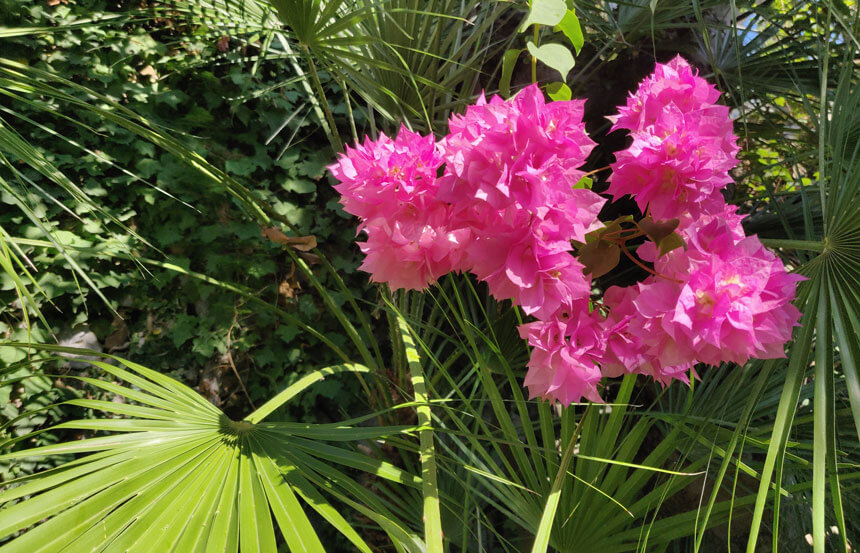 There are flowers and gorgeous plants everywhere you look 