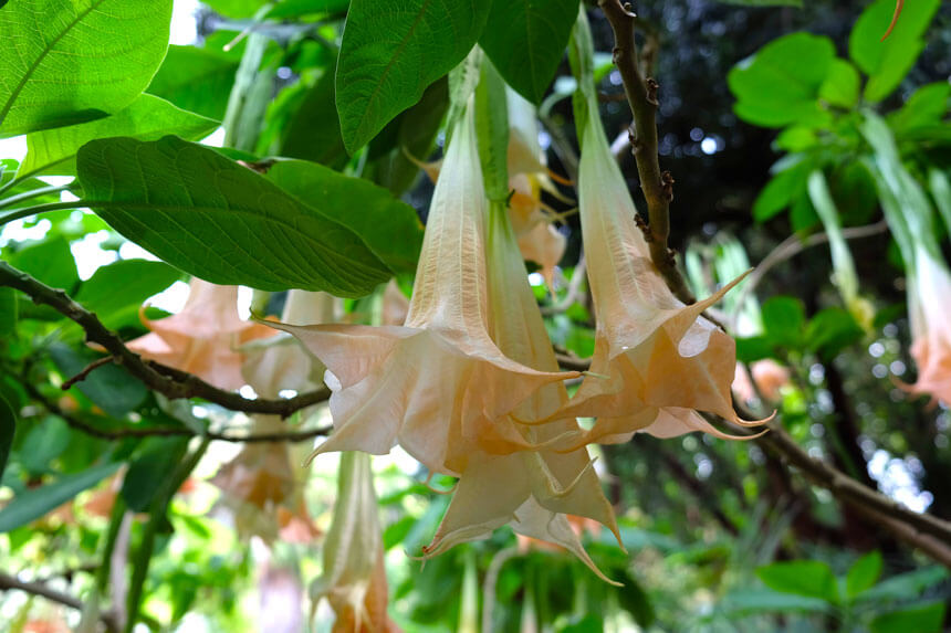 Brugmansia flowers at Giardini la Mortella