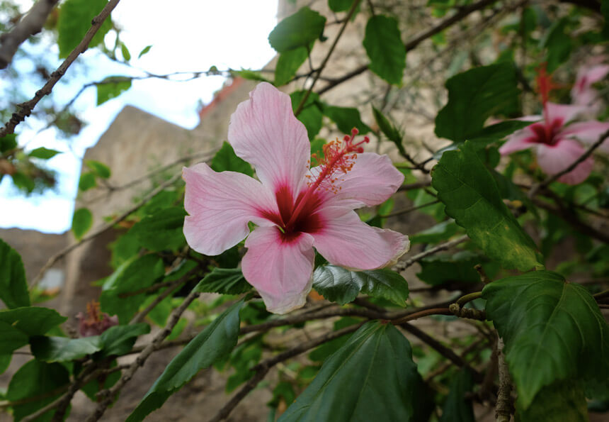 Flowers on the Sun Route at Castello Aragonese