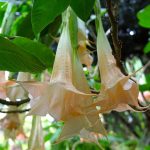 Visiting Giardini la Mortella, Ischia