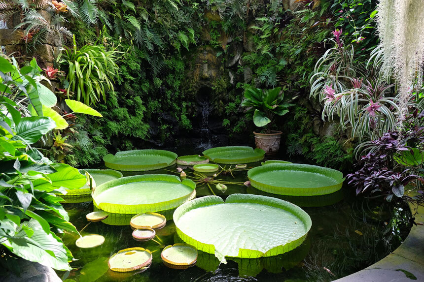 The huge Victoria Amazonica lily pads in the Victoria House. They can grow much larger in the wild!