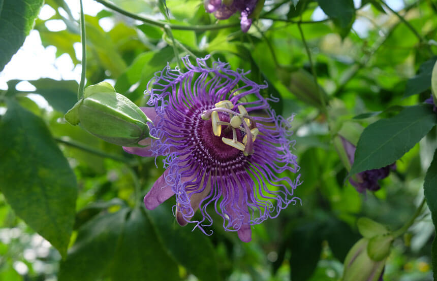 The gardens were still in full flower in late September