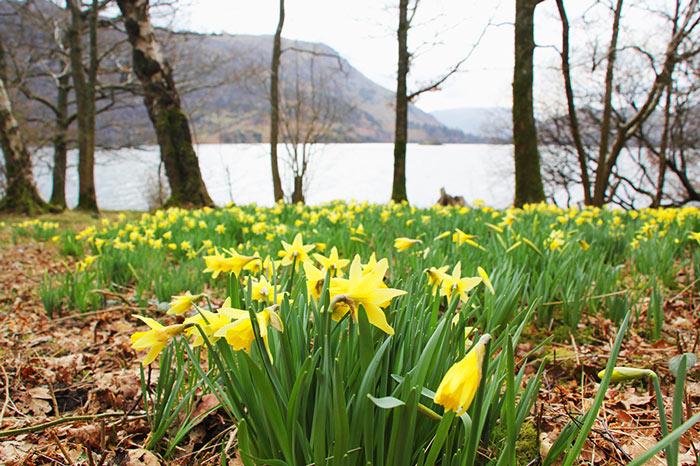 You can see the daffodils on the shores of Ullswater when you visit Wordsworth's Dove Cottage
