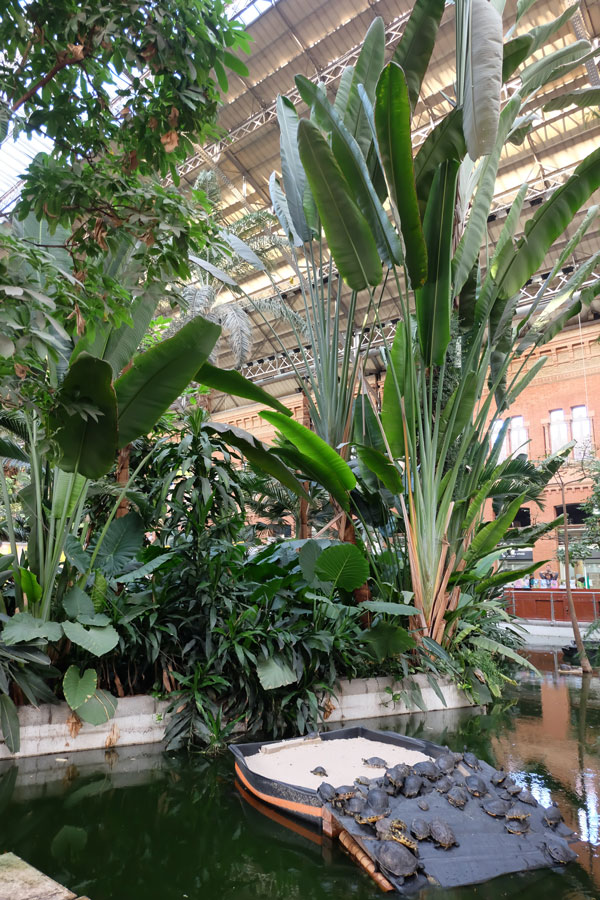 The old part of Atocha railway station is now filled with a lush tropical garden
