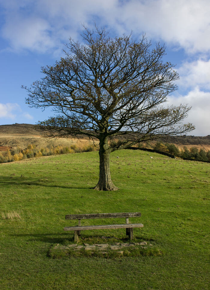 The most famous tree in Saddleworth, on the walk around Dove Stone Reservoir