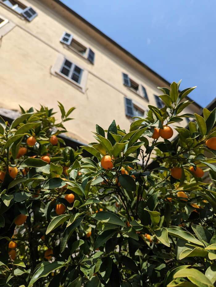 Orange trees in front of the residential part of the villa