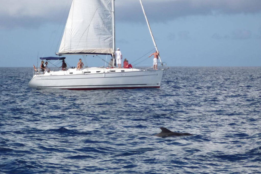 A pilot whale in the sea off Costa Adeje. Another sailing yacht is in the background.