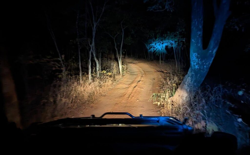 A night safari drive. A vehicle's headlights are lighting up a track surrounded by trees.