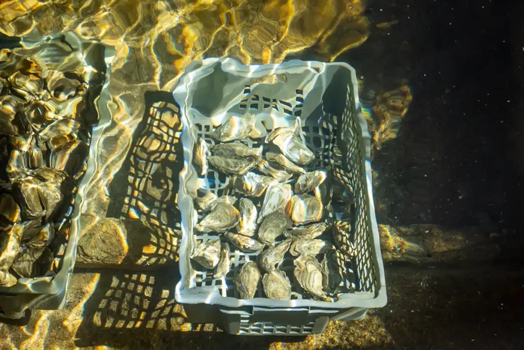Oysters in a box underwater at an oyster farm in Arcachon bay