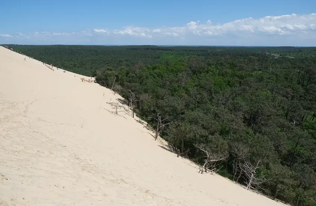 A view from the dune, showing the forest stretching out into the distance