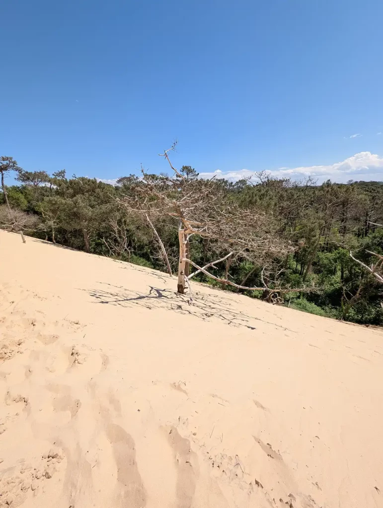A dead tree surrounded by sand, with forest in the background