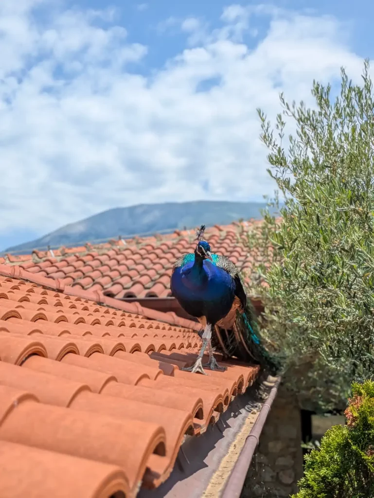 A peacock stood on a red tiled roof