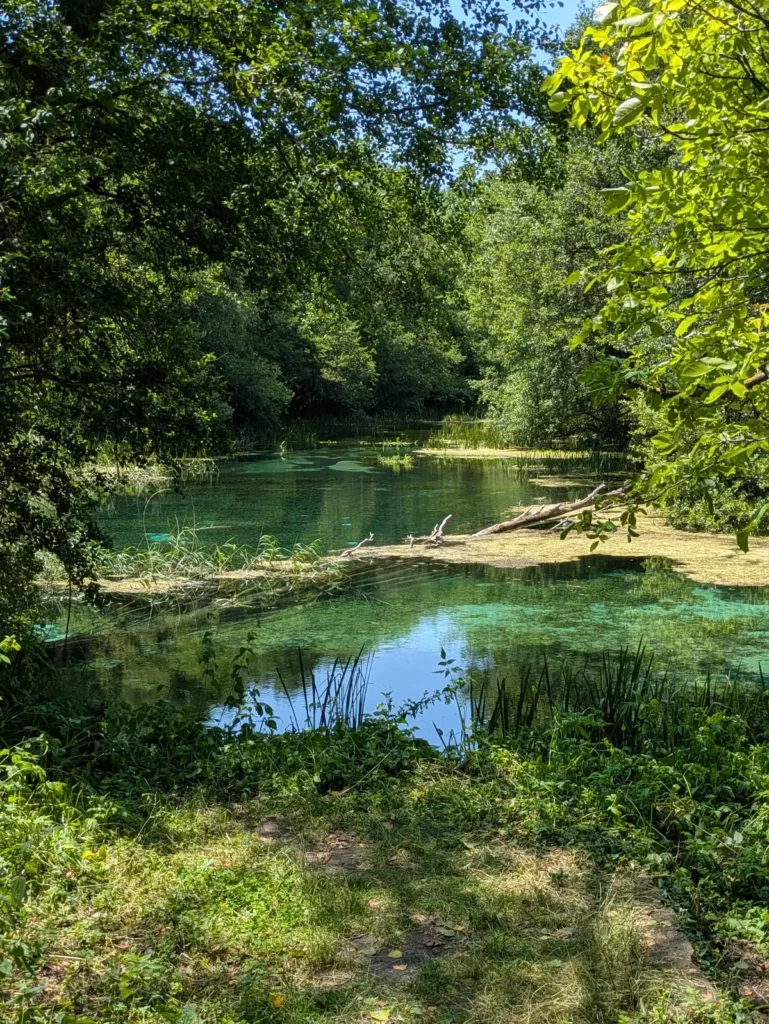 A clear spring water pool underneath trees. You can see the bottom of the pool.