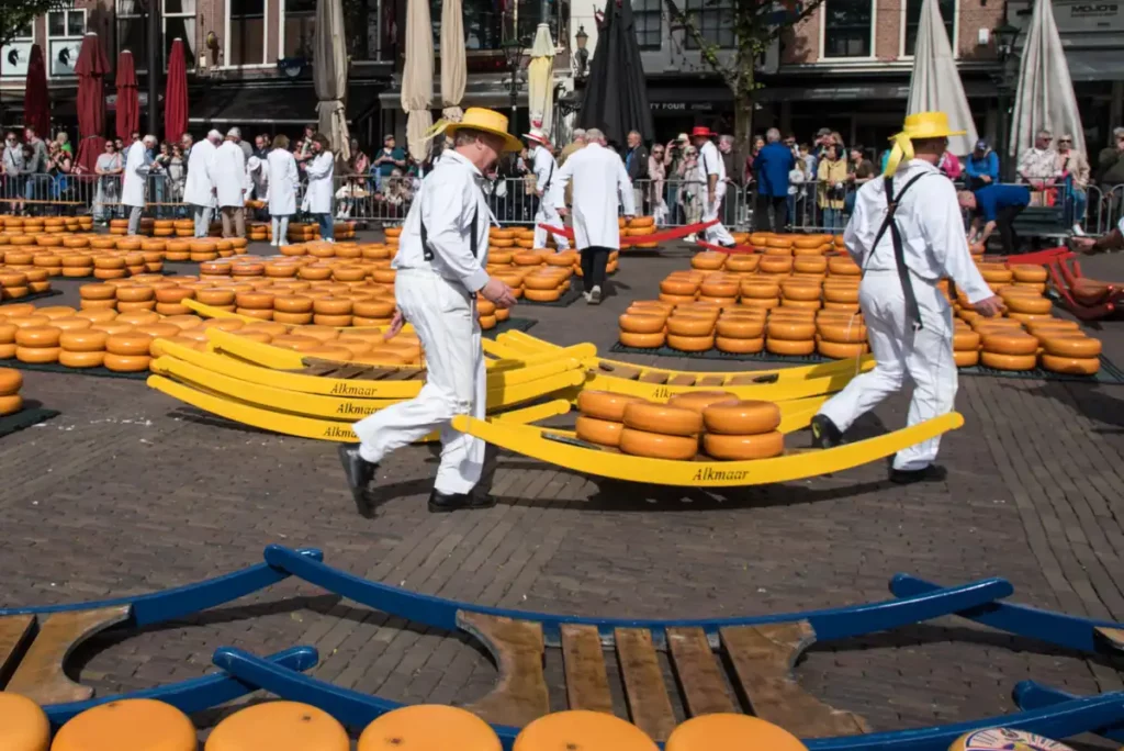 Men dressed in white, traditional shirts and trousers and straw hats, dragging a sledge with round Dutch cheese in a public square. There are rows of cheeses on the pavement in the background.