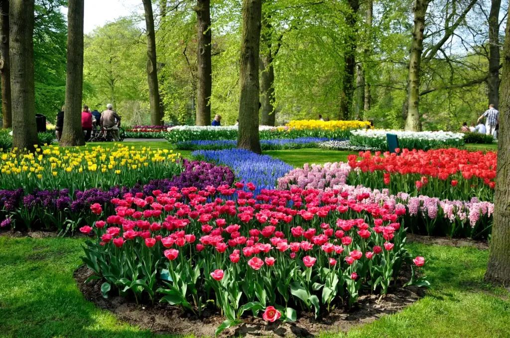 Brightly coloured displays of tulips in a woodland area