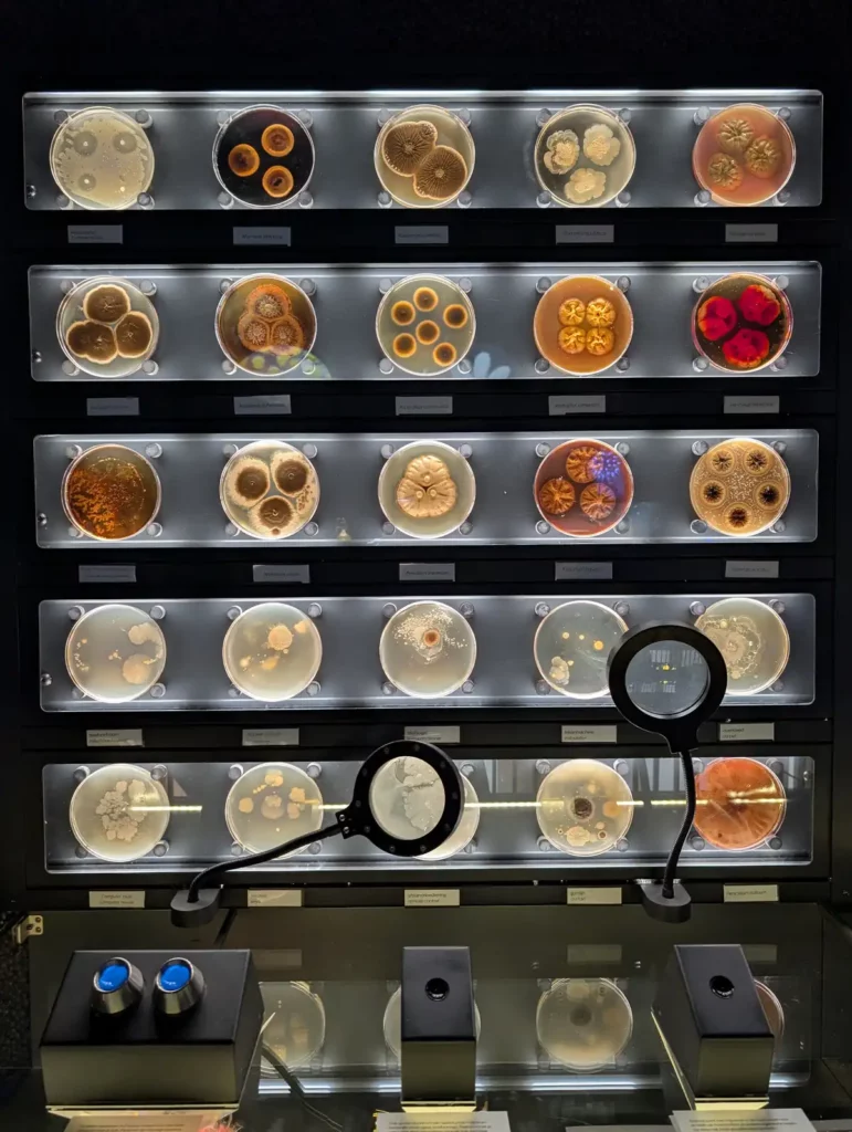 A backlit display of petri dishes with different types of microbes at Artis Micropia, one of my favourite museums in Amsterdam