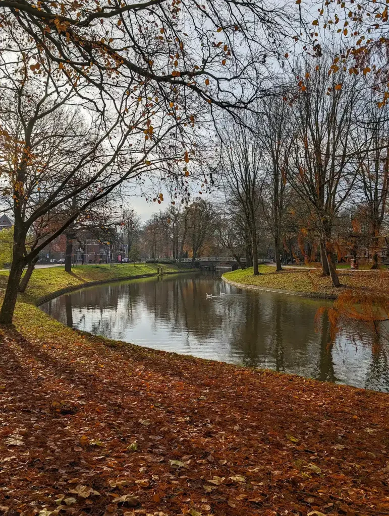 A canal weaving through a park, with autumn leaves on the ground