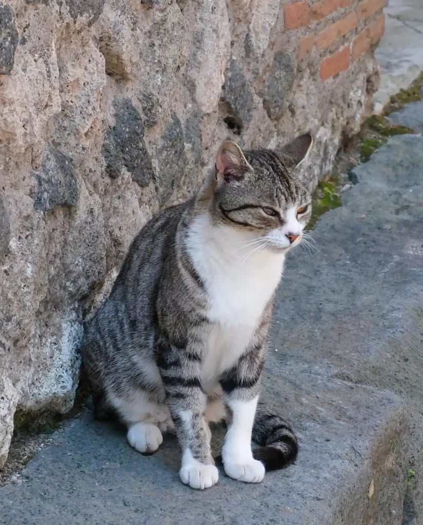 A cat at Pompeii